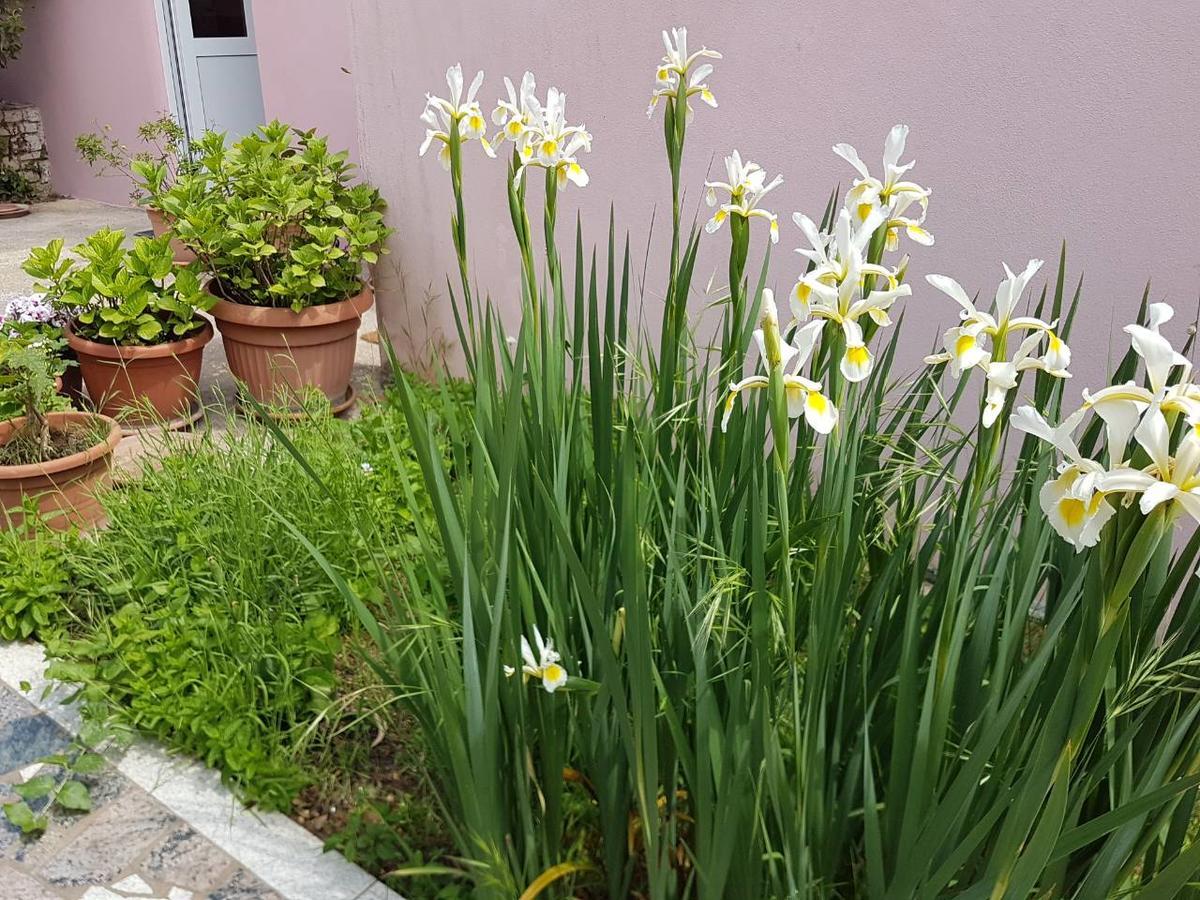 Apartamento Ella Rovinj
